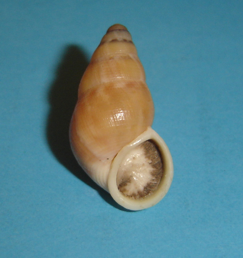 tudorella sulcata (Draparnaud,1805)